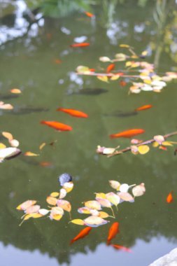 Güneşli bir sonbahar gününde renkli balık ve sürahi yapraklı botanik bahçesi gölü