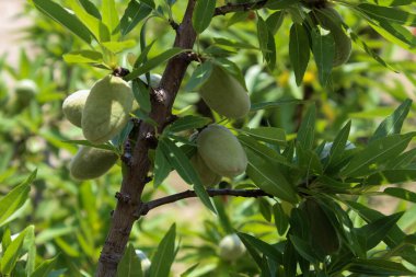 Badem ağacı yazın çiçek açtı ve yeşil meyveler ona tutundu.