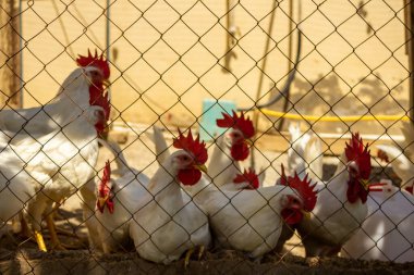 Kafalarında kırmızı armalar olan klasik beyaz horozlar. 