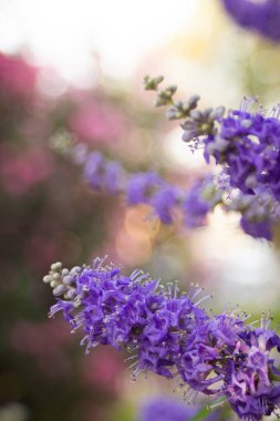 Bir yaz parkında dalların ucundaki ağaçta mor çiçekler.