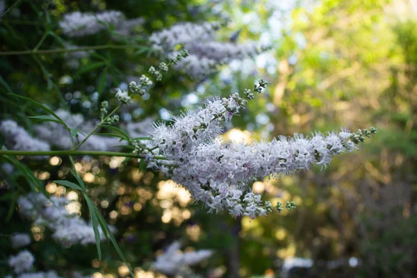Lilac flowers on a tree at the end of branches in a summer park — Stock Photo, Image