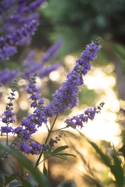 Purple flowers on a tree at the end of branches in a summer park — Stock Photo, Image