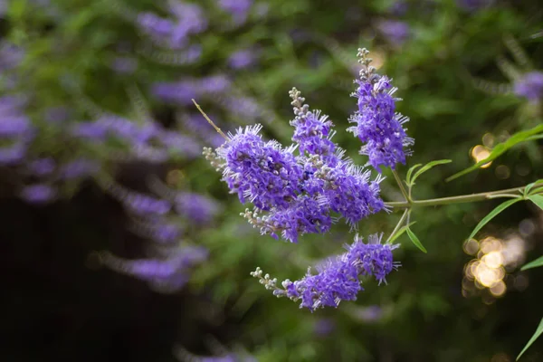 Purple flowers on a tree at the end of branches in a summer park — Stock Photo, Image