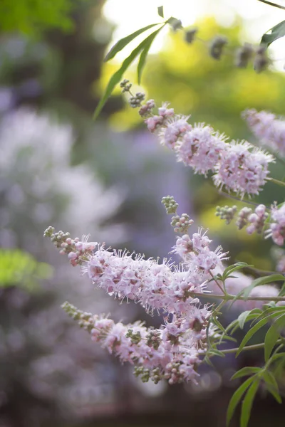 Lilac flowers on a tree at the end of branches in a summer park — Stock Photo, Image