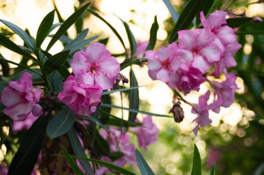 Yaz parkındaki zakkum çalılarının üzerindeki pembe çiçekler.