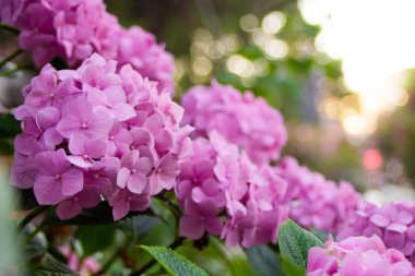 Yaz parkında pembe ortanca çalısı