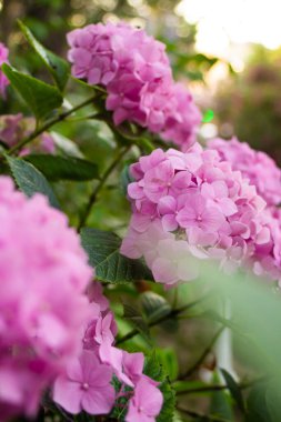 Yaz parkında pembe ortanca çalısı