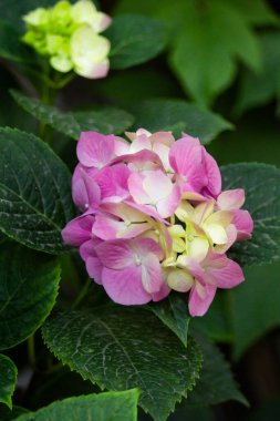 Yaz parkında pembe ortanca çalısı