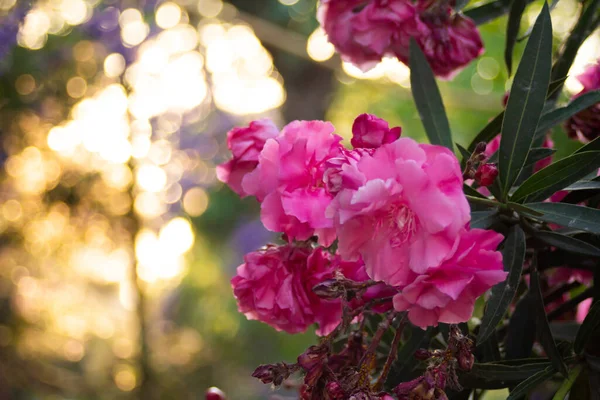 Yaz parkındaki zakkum çalılarının üzerindeki pembe çiçekler. — Stok fotoğraf