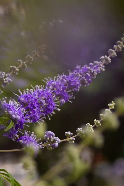 Purple flowers on a tree at the end of branches in a summer park — Stock Photo, Image