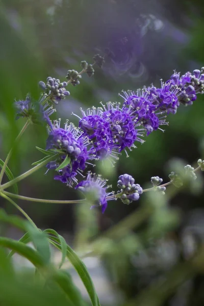 Purple flowers on a tree at the end of branches in a summer park — Stock Photo, Image