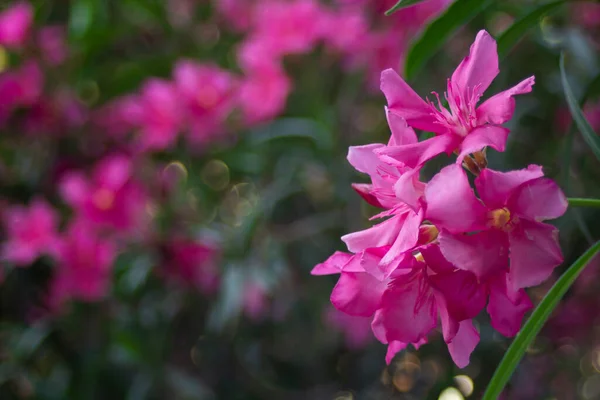 Yaz parkındaki zakkum çalılarının üzerindeki pembe çiçekler. — Stok fotoğraf