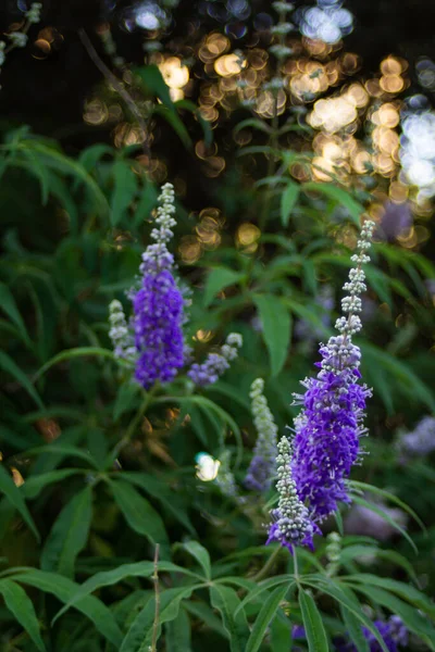 Purple flowers on a tree at the end of branches in a summer park — Stock Photo, Image