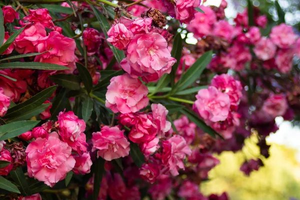 Yaz parkındaki zakkum çalılarının üzerindeki pembe çiçekler. — Stok fotoğraf