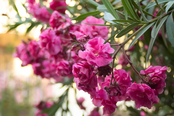 Yaz parkındaki zakkum çalılarının üzerindeki pembe çiçekler. — Stok fotoğraf