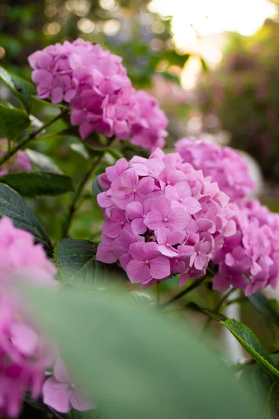 Arbusto de hortensias rosadas en el parque de verano — Foto de Stock