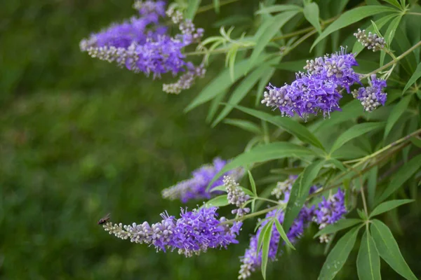 Purple flowers on a tree at the end of branches in a summer park — Stock Photo, Image