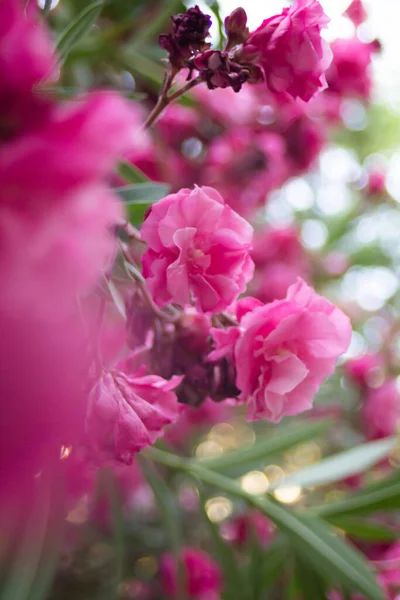 Yaz parkındaki zakkum çalılarının üzerindeki pembe çiçekler. — Stok fotoğraf