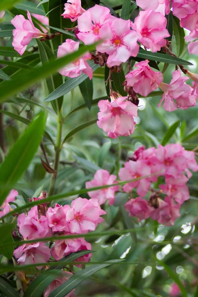 Yaz parkındaki zakkum çalılarının üzerindeki pembe çiçekler. — Stok fotoğraf