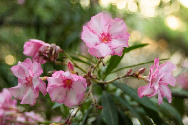 Yaz parkındaki zakkum çalılarının üzerindeki pembe çiçekler. — Stok fotoğraf