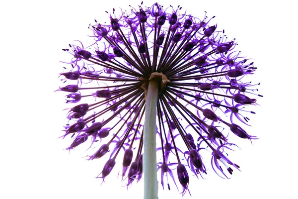 Allium ornamental round flower head star shaped florets globe shape