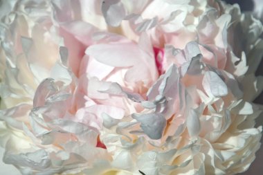  Şakayık çiçeği yakın çekim. Büyük hassas yaprakları. Pembe beyaz kırmızı kırmızı yaz doku                              