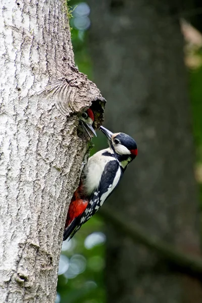 Bird forest. Feeding the chick. Birds in the forest. Woodpecker at the nest. The male feeds the chick.