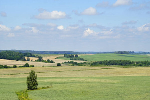       Noon in June. Space. Beautiful view of the fields and coppice on a sunny dayHorizon landscape blue sky                         