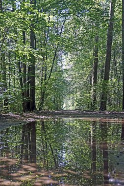    Yağmurdan sonra ormandaki güneşli bir gün. Su birikintisi geliyor. Yansıma. manzara.                            