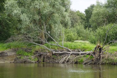 Pripyat Nehri'nin ağaçta. Kendi topraklarında düşmüş ağaç balıkçıl