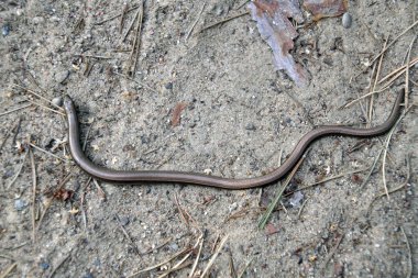    Kertenkele copperhead orman iz içinde. Beznoeee sürüngen soğukkanlı hayvan yaz                             