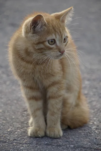 Küçük Bir Kabarık Kırmızı Kedi Yavrusu Bir Hayvan Portresi — Stok fotoğraf