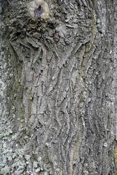 Bark Texture Oak Imagem Casca Árvore Velha Brown Cinza Áspero — Fotografia de Stock