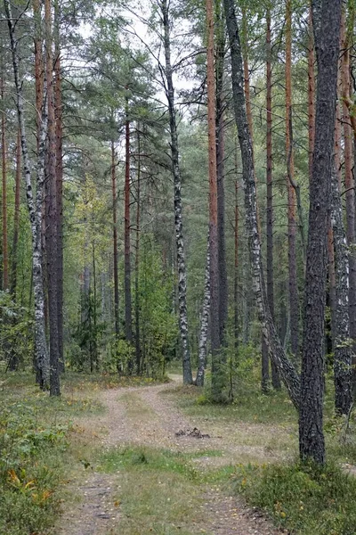    Sonbahar orman. Yaprakları ile mayınları bir yolu. Ağaç, çam ve ladin.                            