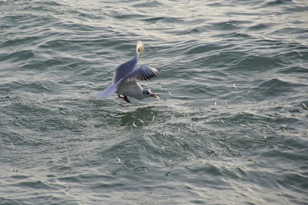 Mewa Złowionych Ryb Falach Oceanu Ptaki Polowanie Stado Ryb Przestraszony — Zdjęcie stockowe