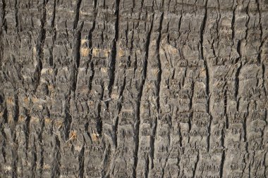 kabuk dokusu palm gövde üzerinde