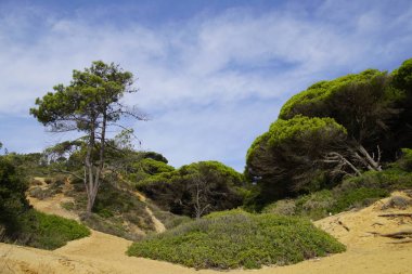 Bitkiler okyanus üzerinde. Atlantik kıyısında buzlu büyüyen çam. Parlak yeşil iğne ve mavi gökyüzü