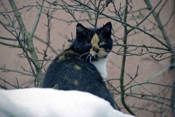 Cat on the snow. March is approaching. Animation in nature.