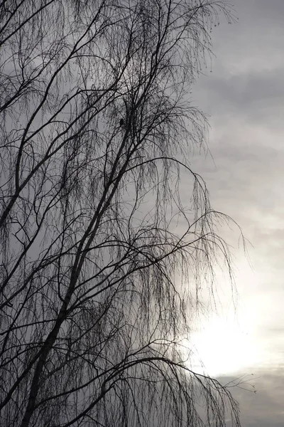 Bříza Slunce Větve Kmeny Obloha Bříza Jehnědy Opar Západ Slunce — Stock fotografie