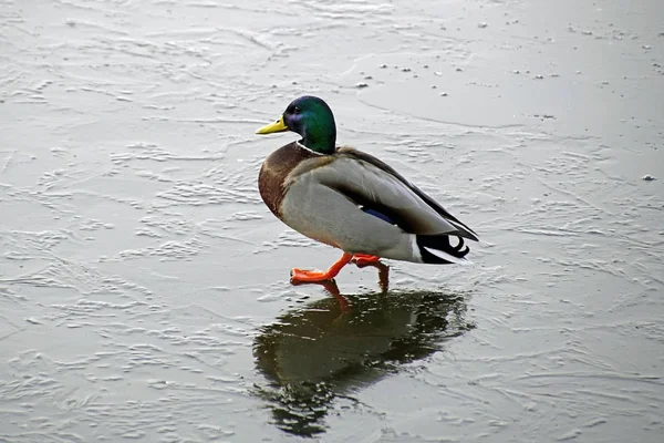 月に都市公園をカモします 冷ややかな日と水鳥薄氷 — ストック写真