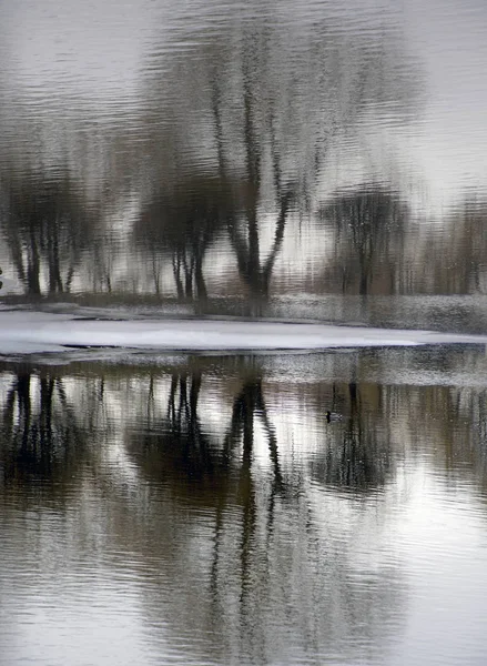 Reflexão Reflexão Último Dia Inverno Gelo Derreter Água Árvores Refletidas — Fotografia de Stock