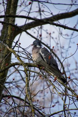      Nisan ayında güneşli bir gün. Bir orman güvercin bir akçaağaç şube oturur.                                                    