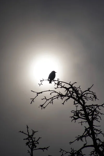 Baharda kuşlar. Starling sabah bir elma ağacında oturuyor. Sunrise.