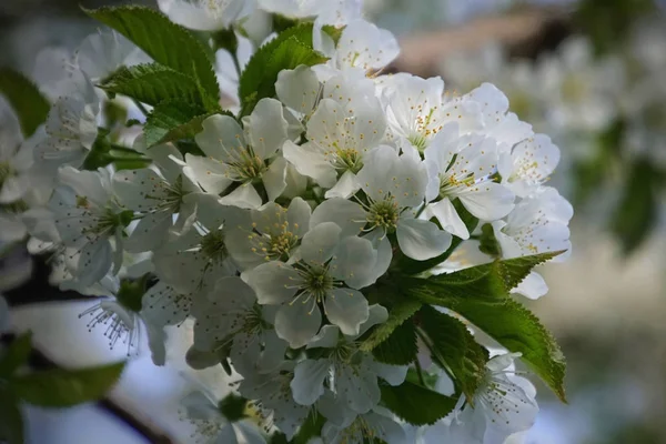 Jaro Zahrada Kvetoucí Větev Sladké Třešně Bílými Květy — Stock fotografie