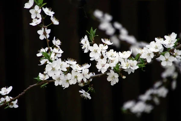 Весной Сад Расцветает Ветвь Сливы Белыми Цветами — стоковое фото