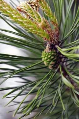    çam iğneleri ve şık ve çiçek ile çam dalı. Bahar mayıs                            