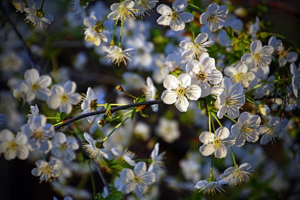 Цветущий Сад Белые Цветы Фруктовых Деревьев Весной Май — стоковое фото