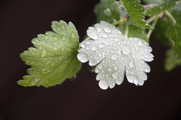 Dew Drops Rain Gooseberry Leaves Water Plants — Stock Photo, Image