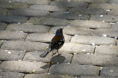        Küçük kuş. Zarif bahar tüylerinde Chaffinch. Bahar. Olabilir. Siyah gözler ve güzel parlak tüyler.                        