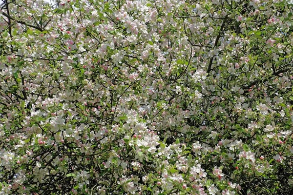 Flowering Gardens May Apple Tree Covered Flowers — Stock Photo, Image